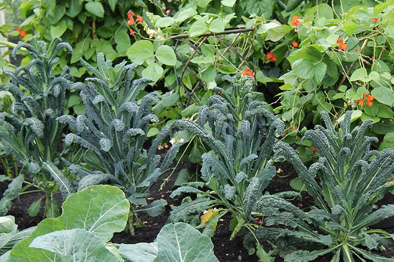 A close up horizontal image of dinosaur kale growing with runner beans in a vegetable garden.