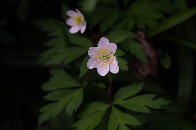 A close up horizontal image of a pink wood anemone flower growing in a shady location pictured on a dark soft focus background.