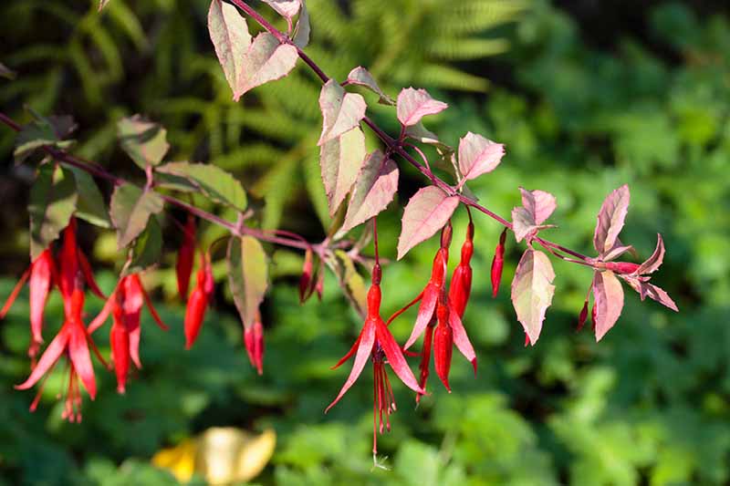A close up horizontal image of the pink and gray foliage and red flowers of a hardy fuchsia shrub growing in the garden pictured on a soft focus background.
