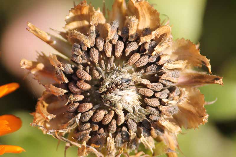 A close up horizontal image of a dried seed head of a pot marigold flower pictured on a soft focus background.