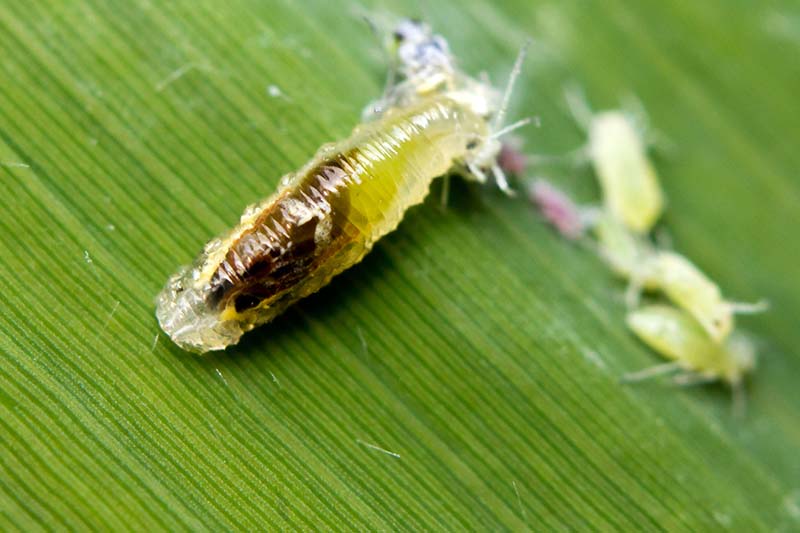 A close up horizontal image of green lacewing larva feeding on aphids infesting a green leaf.