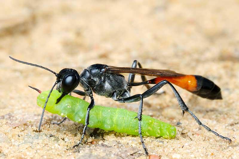 A close up horizontal image of a predatory thread-waisted wasp carrying a paralyzed caterpillar.