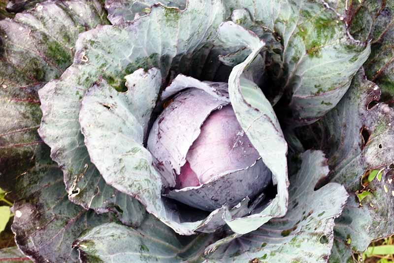 A close up horizontal image of a developing cabbage head with lots of large foliage surrounding it.