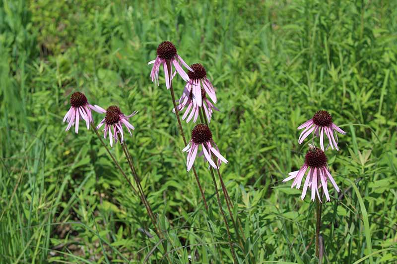 A close up horizontal image of light pink coneflowers growing in a meadow.
