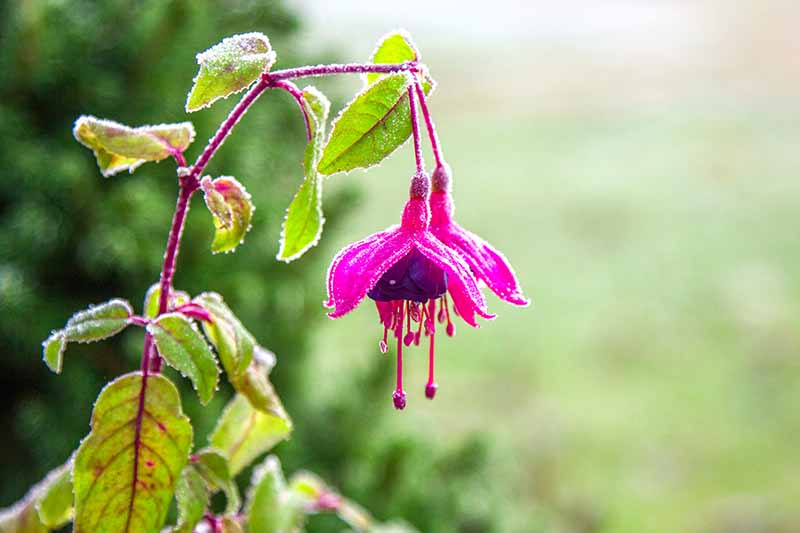 A close up horizontal image of pink and purple fuchsia flowers with a light dusting of frost pictured on a soft focus background.