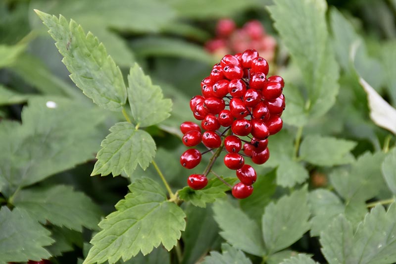 A close up horizontal image of the red berries of baneberry (Actaea rubra) growing in the garden.
