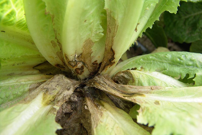 A close up horizontal image of lettuce infected with Rhizoctonia stem rot pictured on a soft focus background.