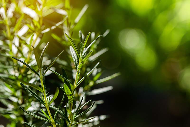 A close up horizontal image of rosemary growing in the garden pictured in light sunshine on a soft focus background.