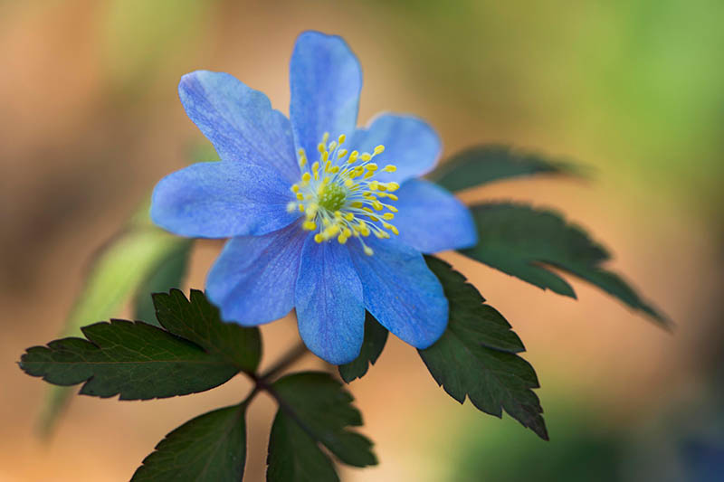 A close up horizontal image of a bright blue 'Royal Blue' wood anemone pictured on a soft focus background.