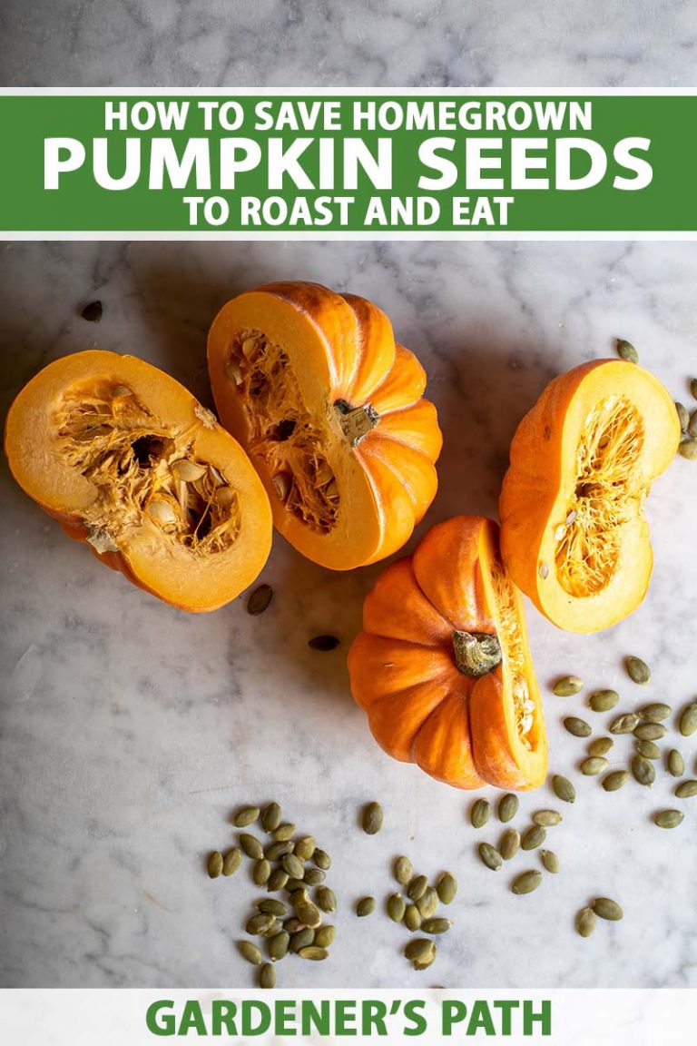 how-to-save-pumpkin-seeds-to-roast-and-eat-gardener-s-path