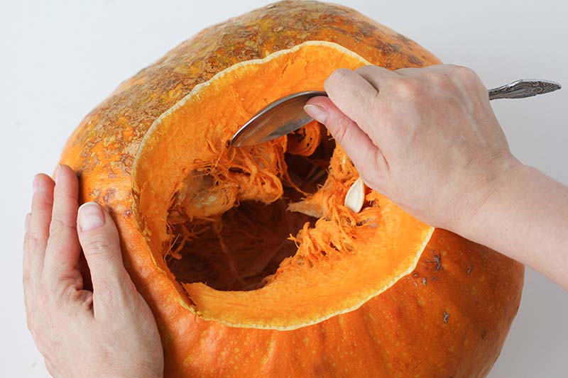 A close up horizontal image of two hands using a metal spoon to scoop out the flesh from an orange pumpkins.