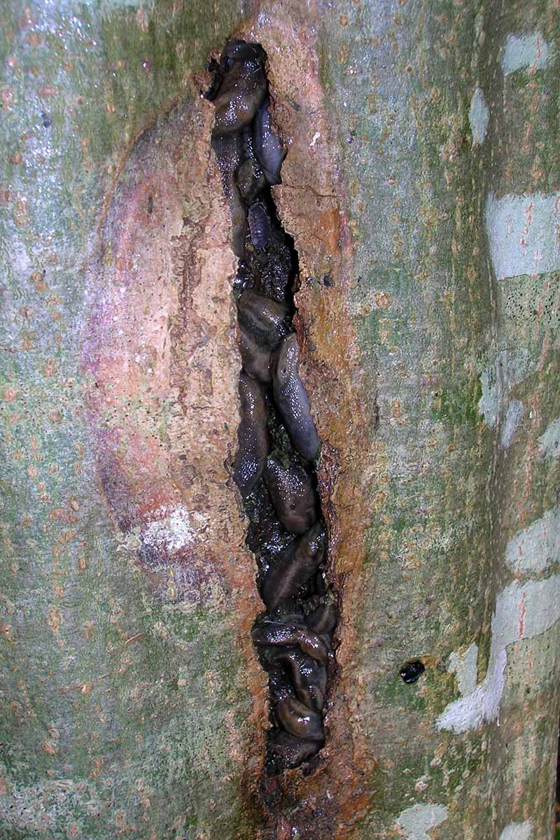 A close up vertical image of a sunscald fissure in a trunk of a tree filled with slugs.