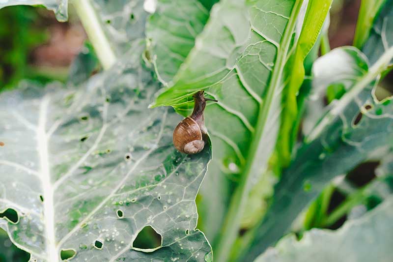 A close up horizontal image of a snail feeding on the leaf of a brassica.