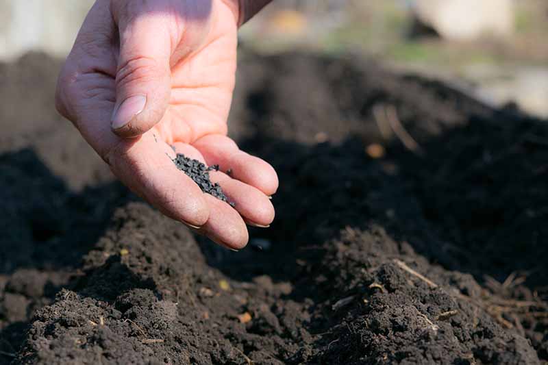 A close up horizontal image of a hand sowing tiny seeds in garden soil pictured on a soft focus background.