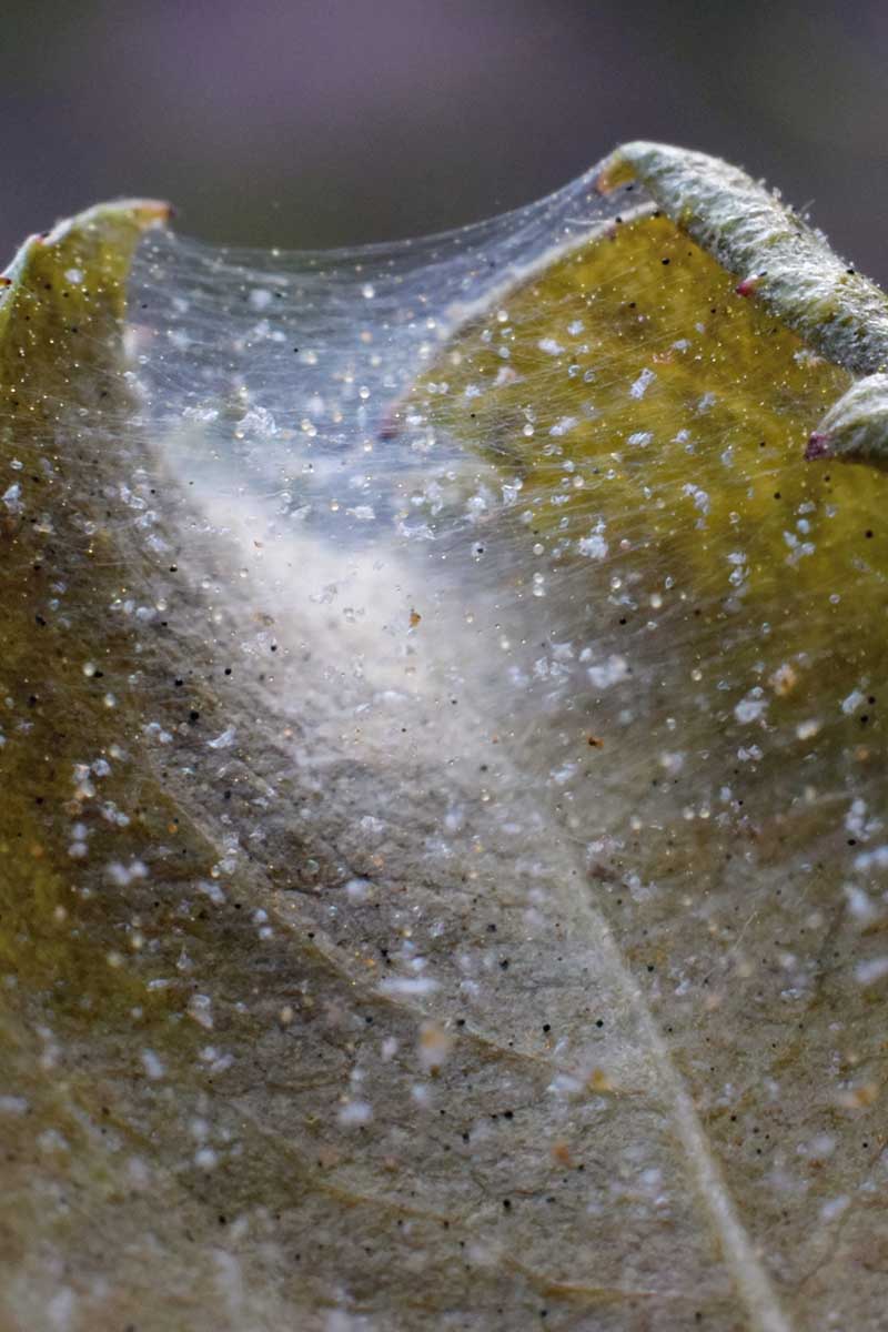 A close up vertical image of the webbing left behind by spider mites infesting a leaf.