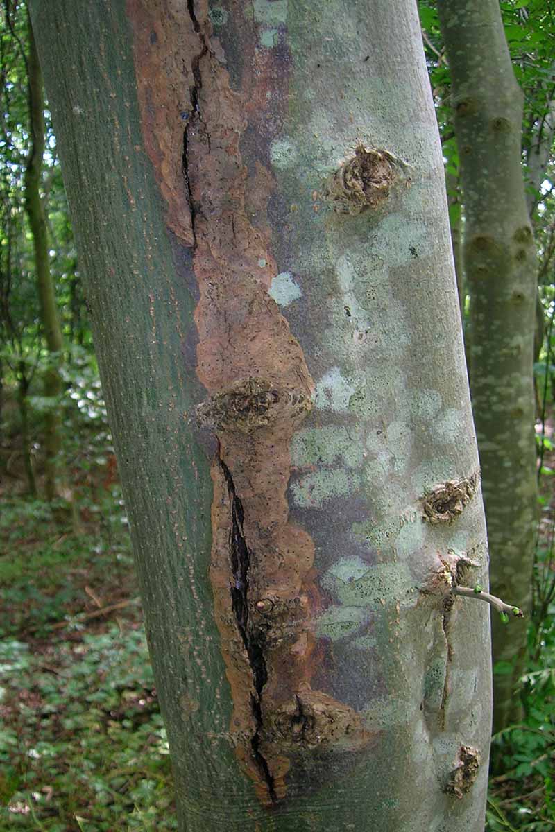 A close up vertical image of a tree suffering from sun scald with a fissure in the trunk.