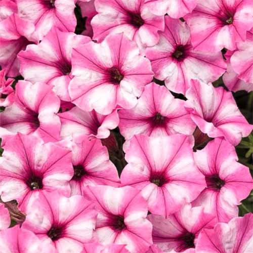 A close up square image of 'Supertunia Mini Vista Pink Star' flowers.