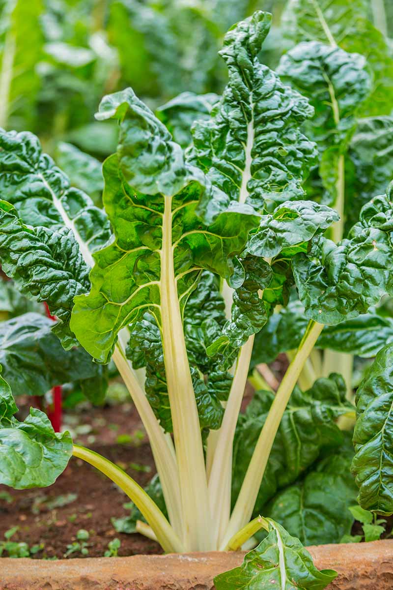 A close up vertical image of silverbeet growing in the garden with light yellow stalks and dark green leaves.