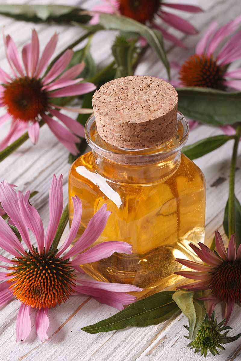A close up vertical image of a small glass bottle of echinacea tincture set on a wooden surface with coneflowers scattered around.