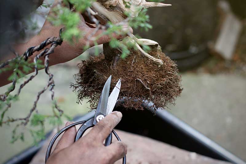 A close up horizontal image of two hands from the left of the frame holding up a miniature tree and trimming its roots with pruning scissors.