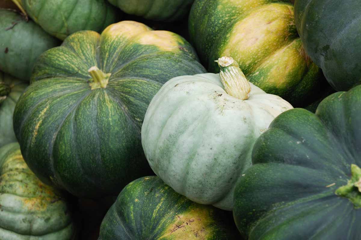 A close up horizontal image of a pile of green pumpkins freshly harvested.