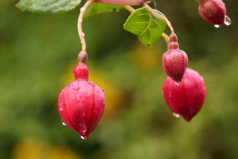 A close up horizontal image of unopened fuchsia flower buds with light droplets of water pictured on a soft focus background.