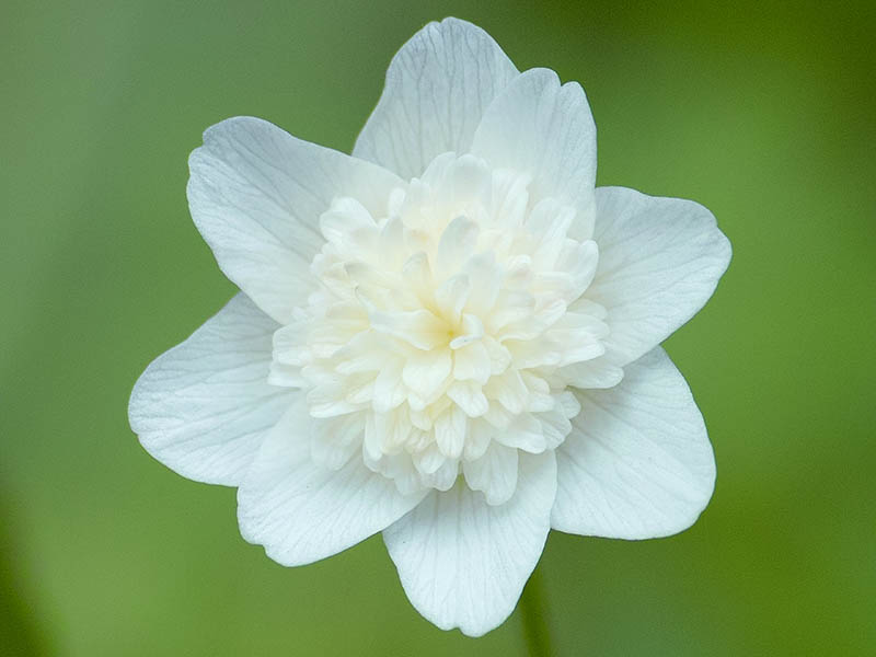 A close up horizontal image of a double-petalled white 'Vestal' wood anemone pictured on a green soft focus background.