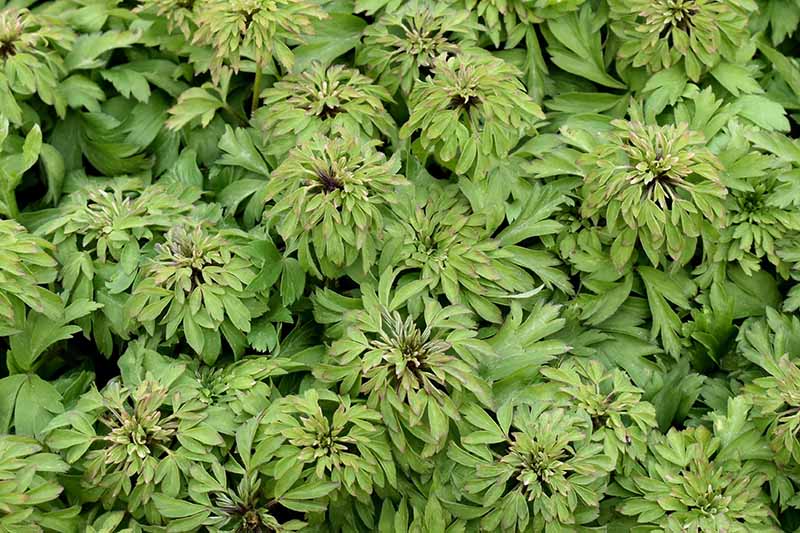 A close up horizontal image of 'Virescens' wood anemones growing in the garden.