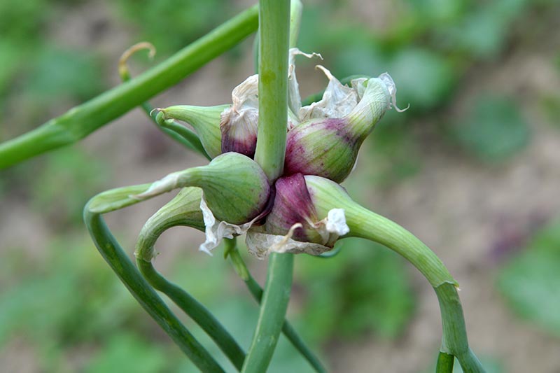 A close up horizontal image of Egyptian walking onions growing in the garden pictured on a soft focus background.