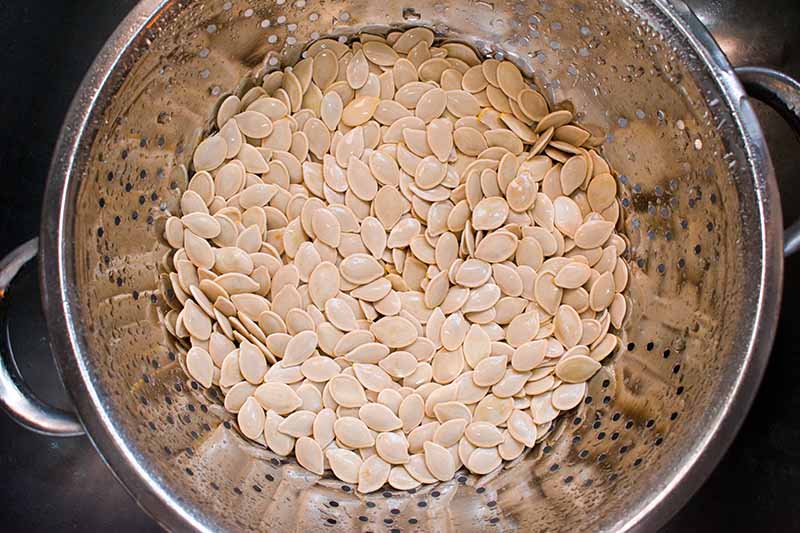 A close up horizontal image of a colander filled with freshly washed seeds.