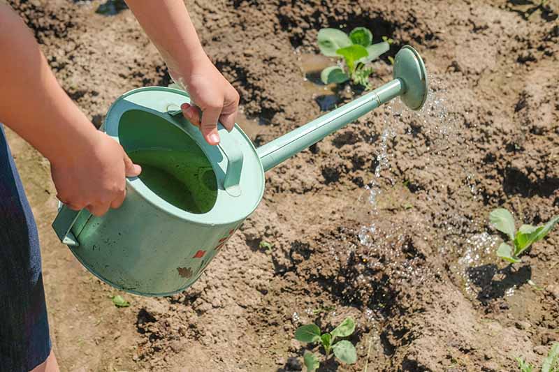 A close up horizontal image of a gardener holding a metal watering can to water seedlings, pictured in bright sunshine.