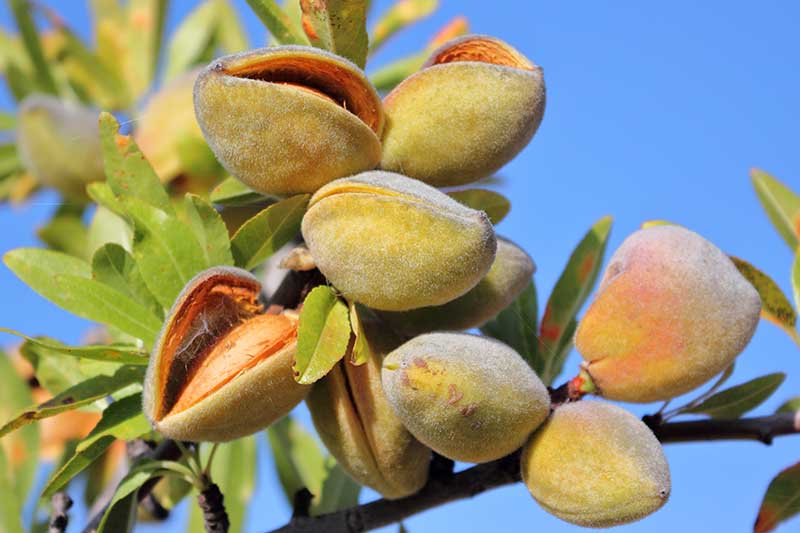 A close up horizontal image of almonds growing on the branches of a tree pictured on a blue sky background.