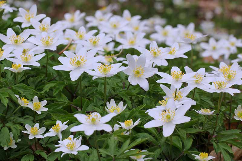 A close up horizontal image of a large swath of white wood anemones growing in the garden in early spring.