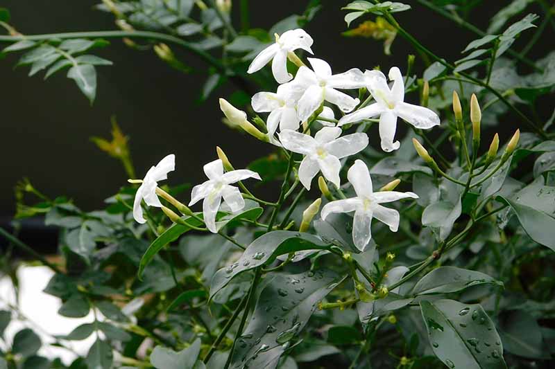 A close up horizontal image of white jasmine flowers covered in droplets of water, growing in the garden.