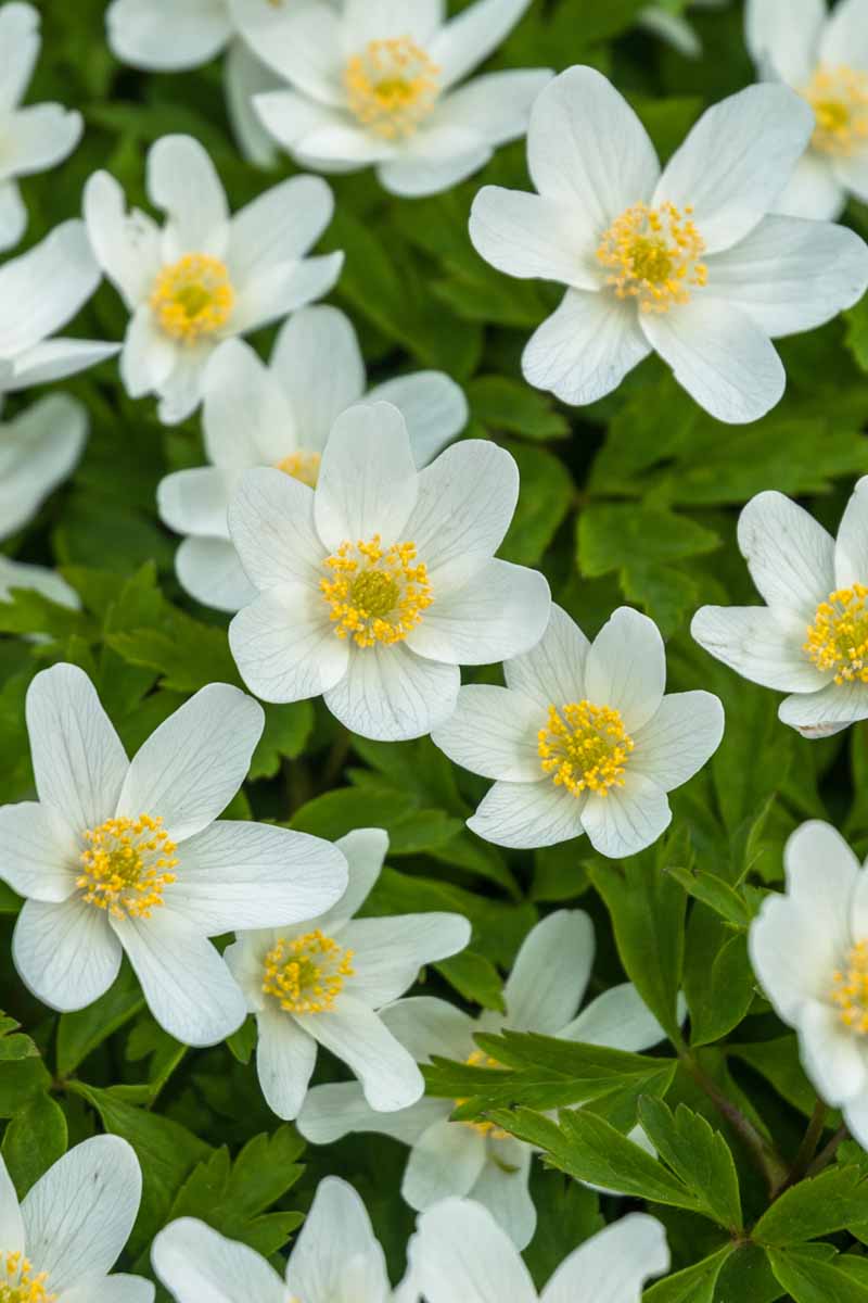A close up vertical image of white wood anemones growing in the spring garden.