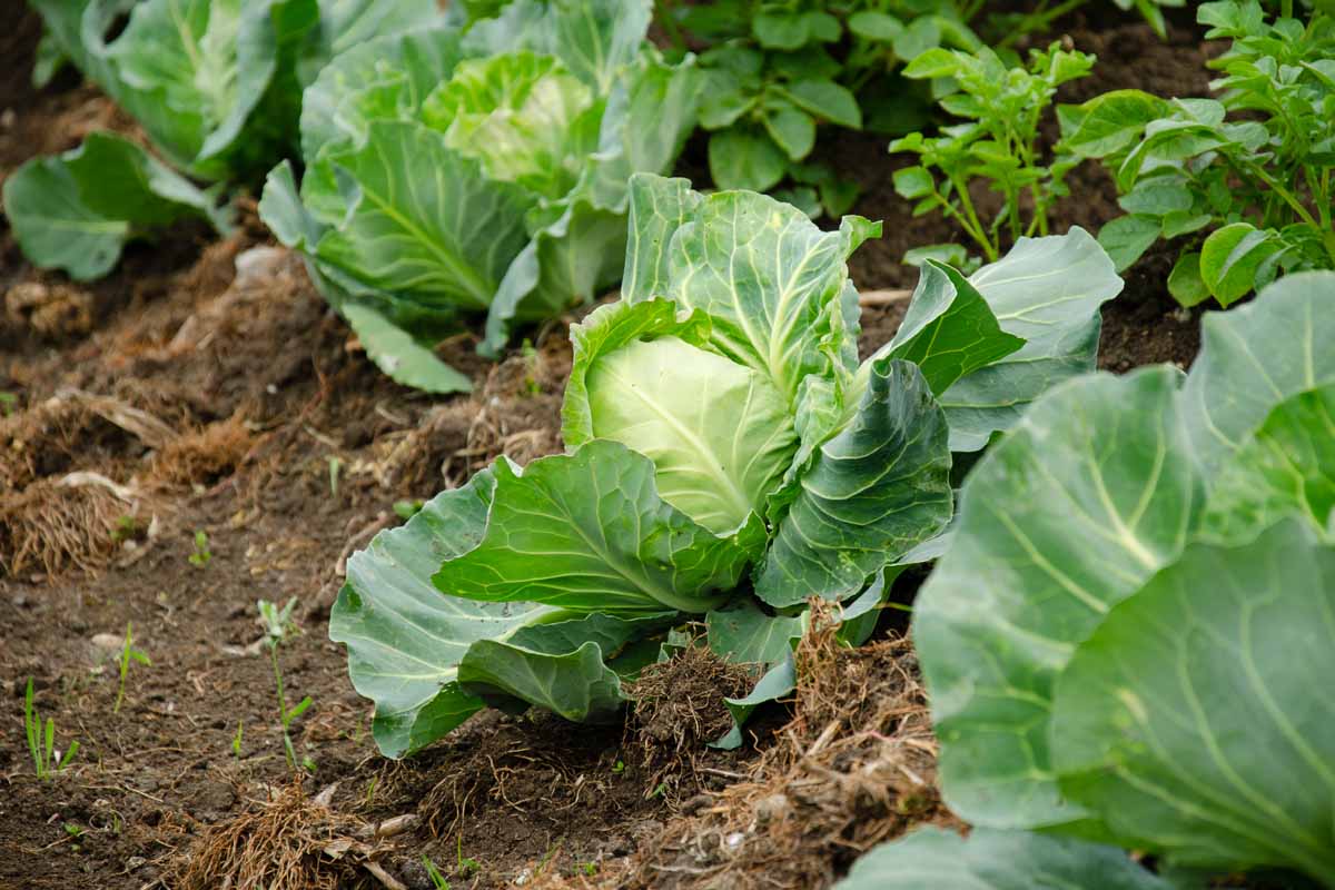 A close up horizontal image of cabbage growing in the garden in rows.