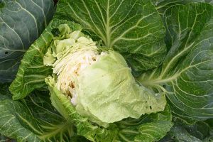 A close up horizontal image of a cabbage head that has started to split.