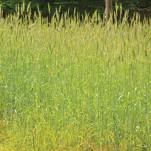 A close up square image of winter rye growing as a cover crop in the garden.