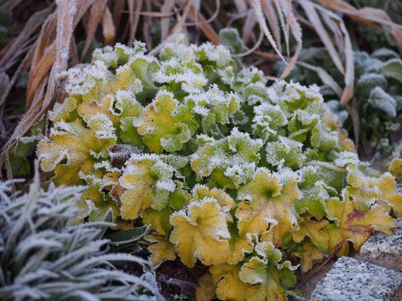 A close up horizontal image of coral bells covered in a light dusting of frost.