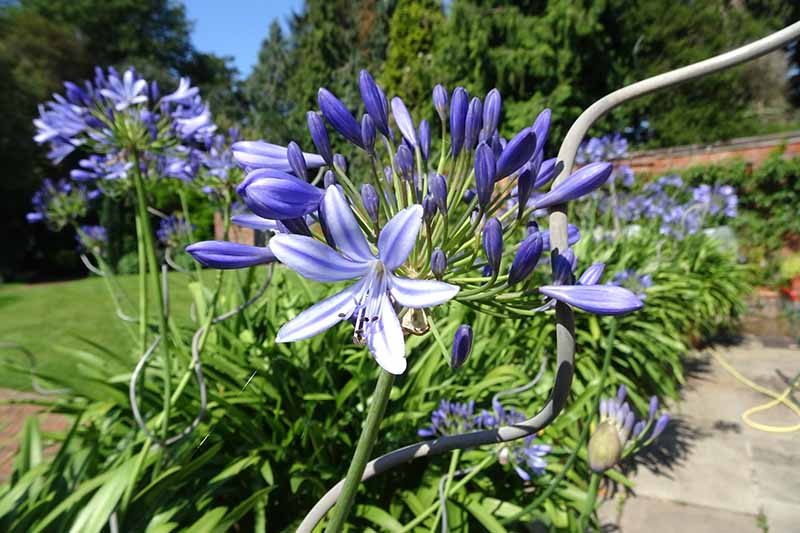 A close up horizontal image of a large stand of agapanthus with bright purple flowers growing in the garden next to a stone patio.