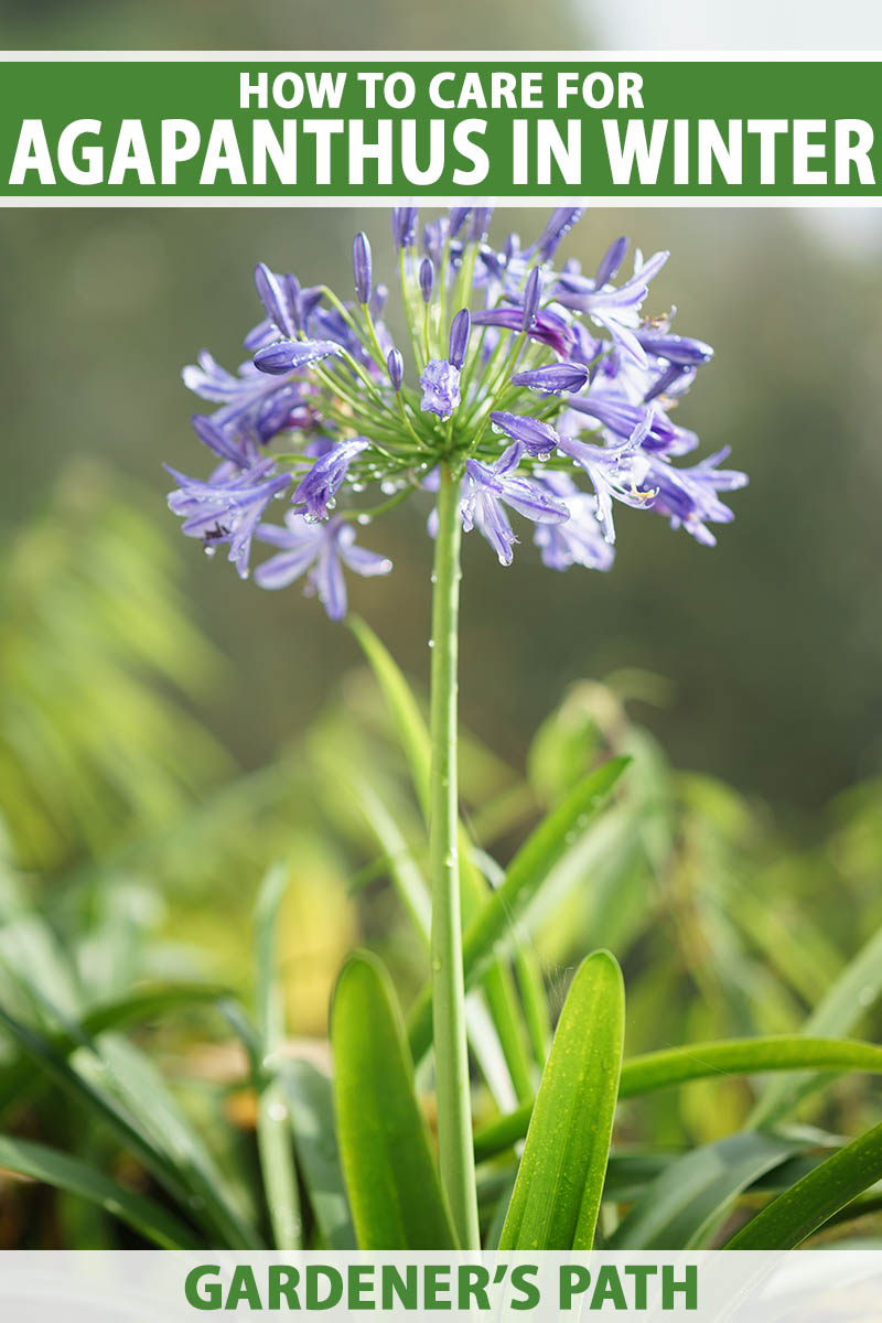 A close up vertical image of a light purple agapanthus flower growing in the garden pictured on a soft focus background. To the top and bottom of the frame is green and white printed text.