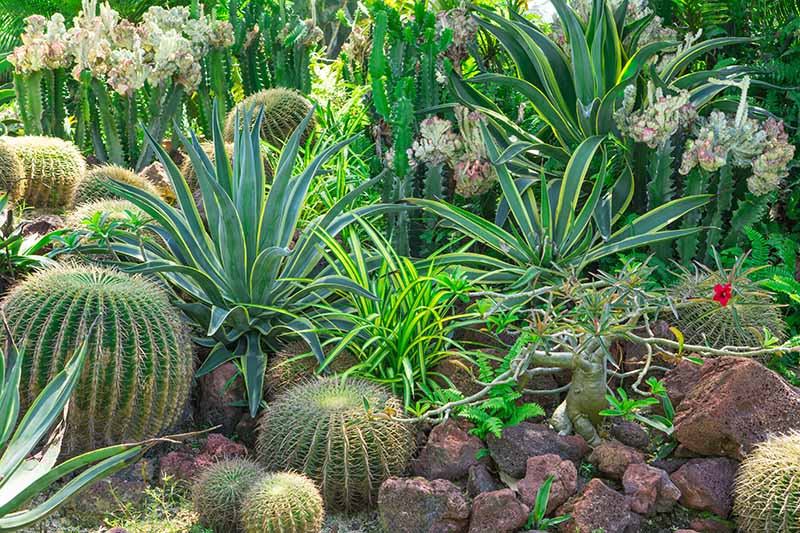 A horizontal image of a rocky garden border planted with a variety of different cacti and succulents.