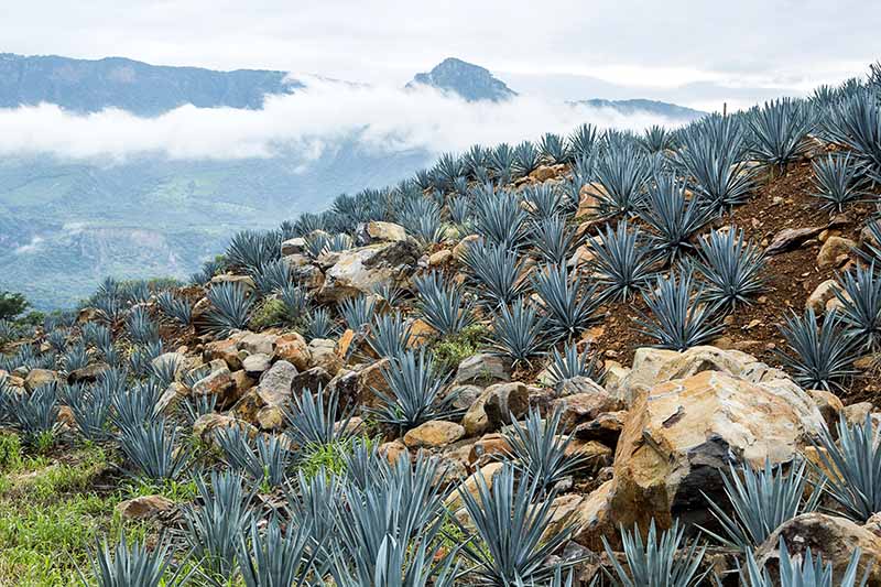 A horizontal image of agave plants growing on a hillside in Mexico with mountains and clouds in soft focus in the background.