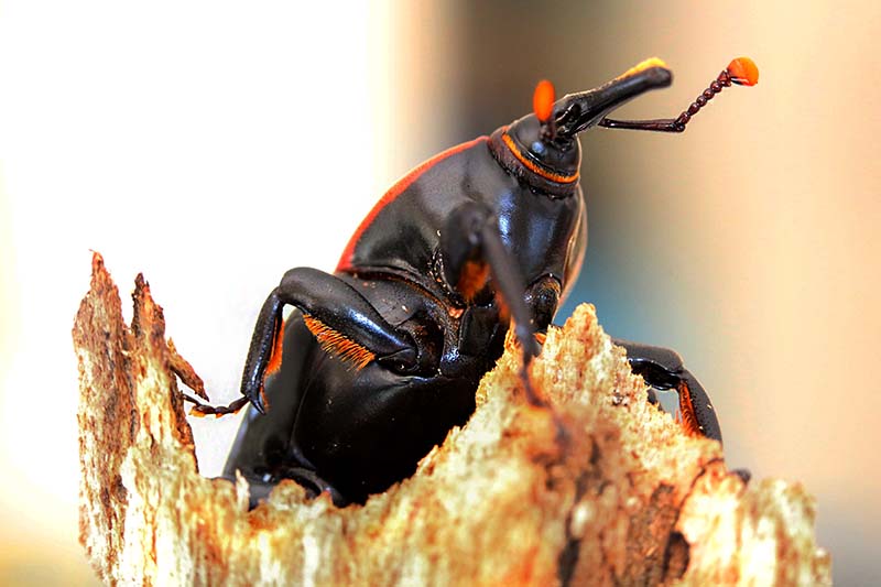 Zbliżenie poziomego obrazu chrząszcza agave snout weevil przedstawionego na miękkim tle ostrości.