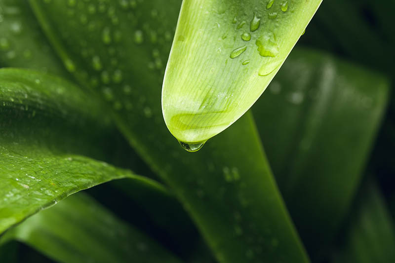 A close up horizontal image of agapanthus foliage with droplets of water on the leaves pictured on a soft focus background.