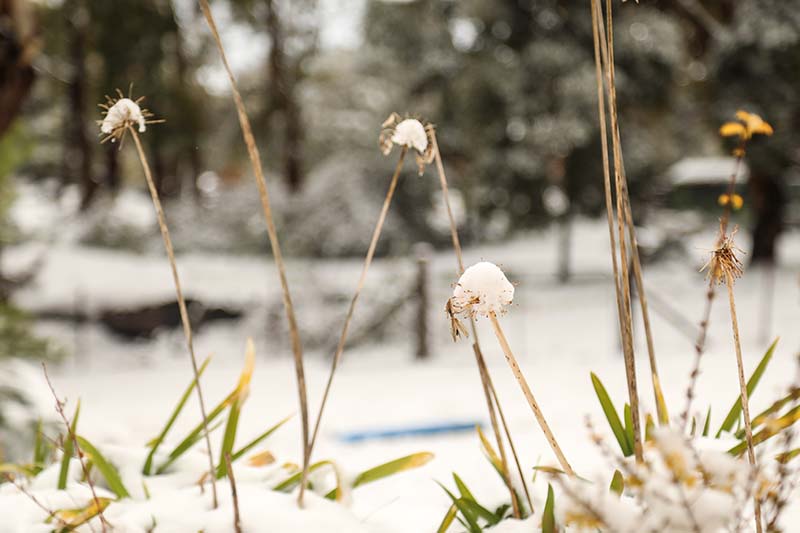 A close up horizontal image of agapanthus foliage and flower stalks in a snowy landscape.