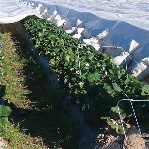 A close up square image of a raised bed covered in floating row covers to keep the vegetables warm.