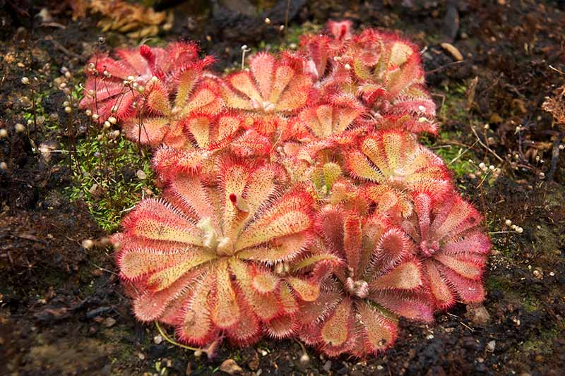 A close up horizontal image of a small Drosera aliciae sundew plant growing in the garden.