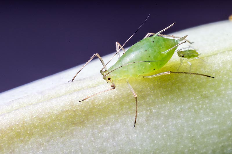 A close up horizontal image of an aphid with a baby infesting the branch of a plant.