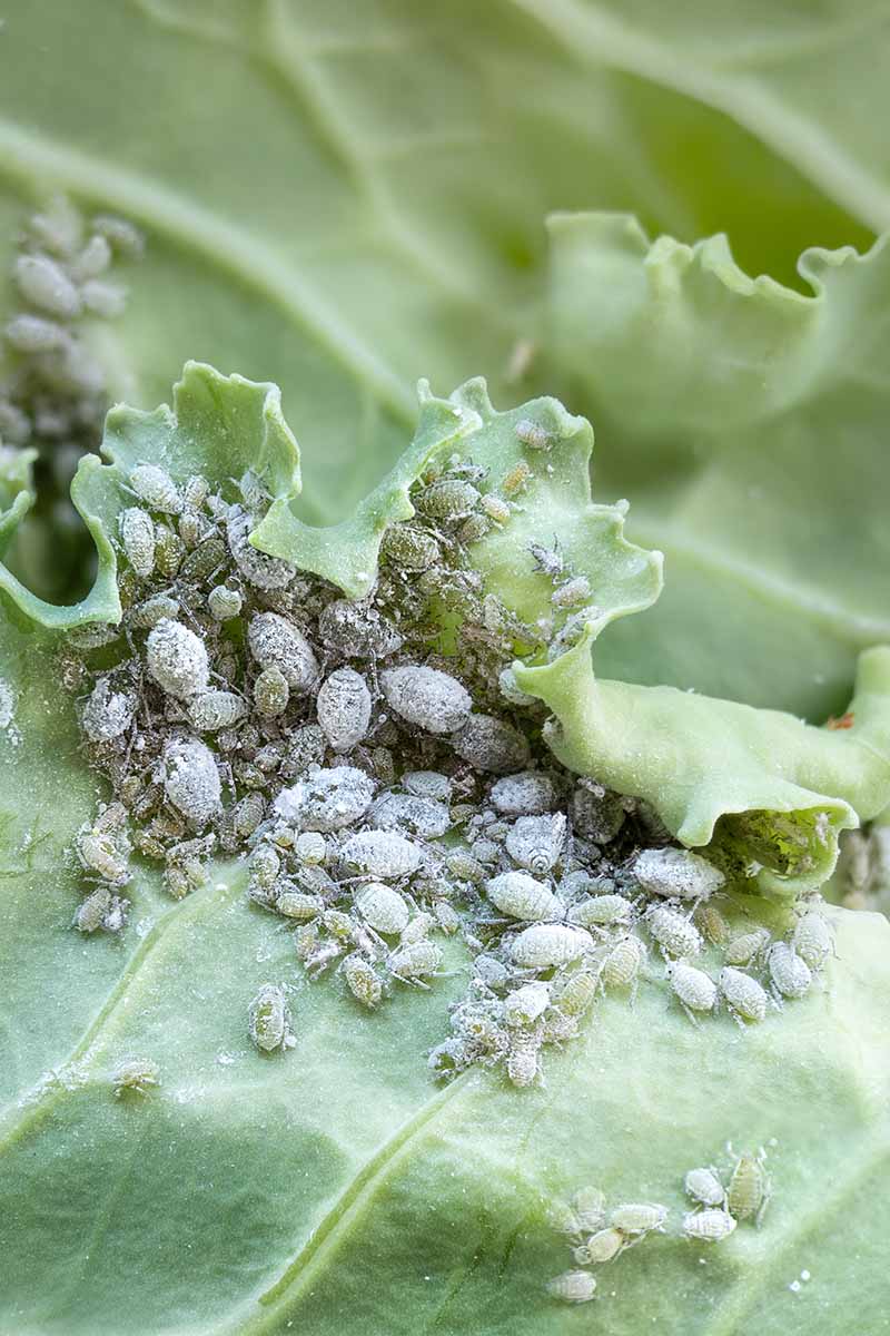A close up vertical image of a colony of aphids infesting a cabbage plant.